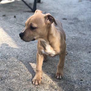 Meet your Posher, Chase